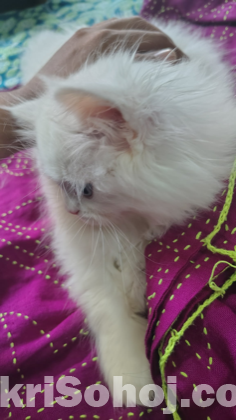 Traditional Persian Cats (1 pair)